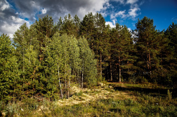 Картинка природа лес стволы деревья