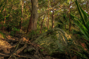 Картинка природа лес стволы деревья