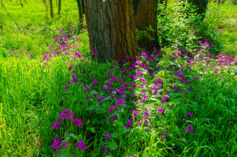 Картинка природа лес стволы деревья