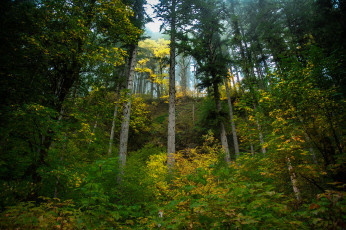 Картинка природа лес стволы деревья