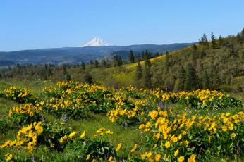 Картинка природа луга цветы трава