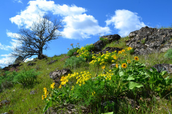 Картинка природа луга натура