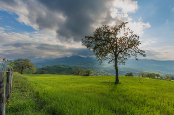 Картинка природа пейзажи крона дерево