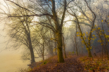 Картинка природа лес деревья стволы