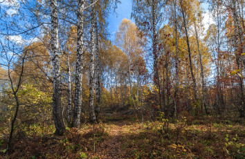 Картинка природа лес стволы деревья