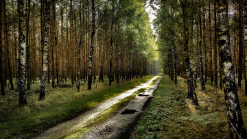 Картинка природа дороги тракт