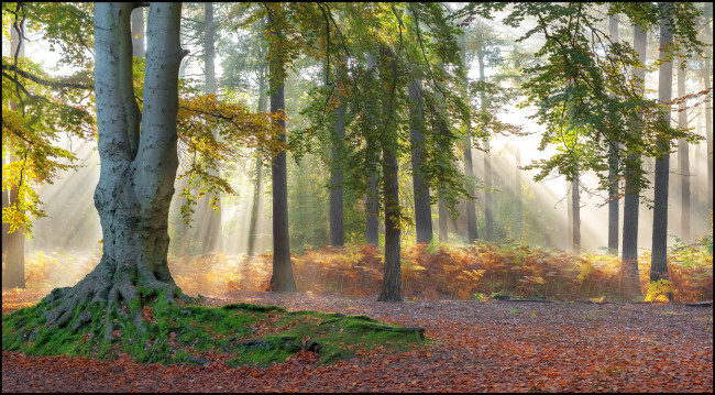 Обои картинки фото природа, лес, стволы, деревья