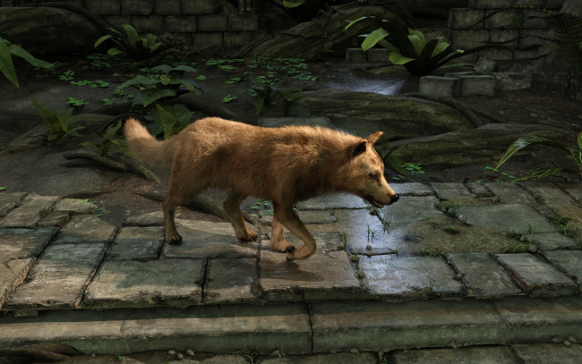 Обои картинки фото 3д графика, животные , animals, волк, фон