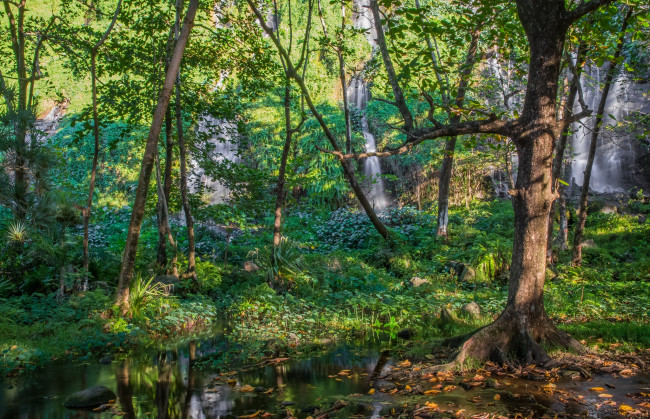 Обои картинки фото природа, лес, стволы, деревья