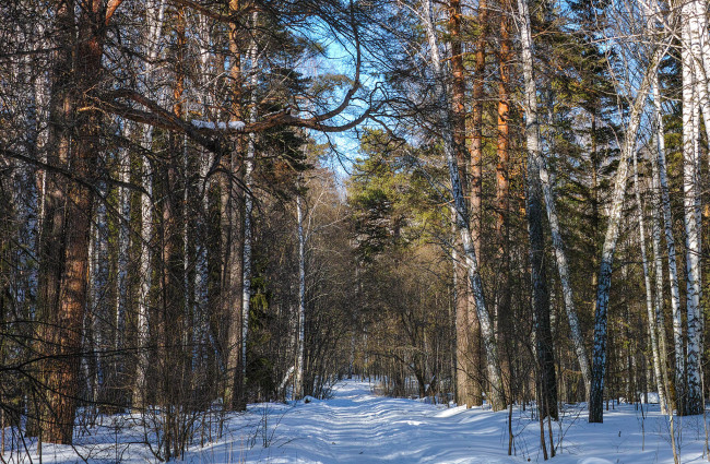 Обои картинки фото природа, зима, снег