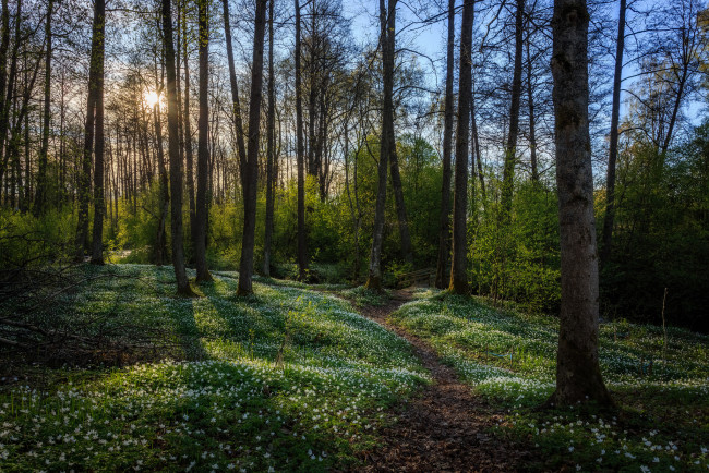 Обои картинки фото природа, лес, деревья, стволы