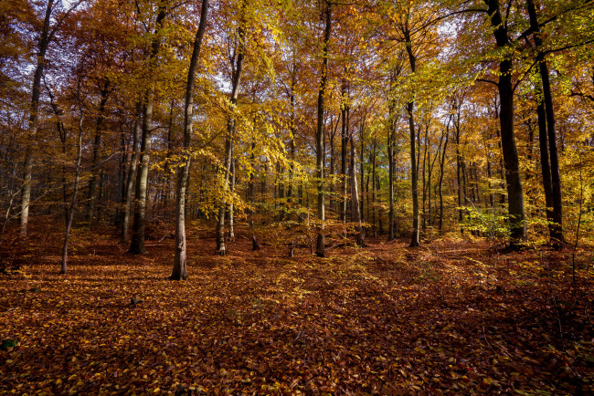 Обои картинки фото природа, лес, стволы, деревья