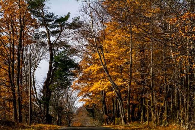 Обои картинки фото природа, лес, стволы, деревья