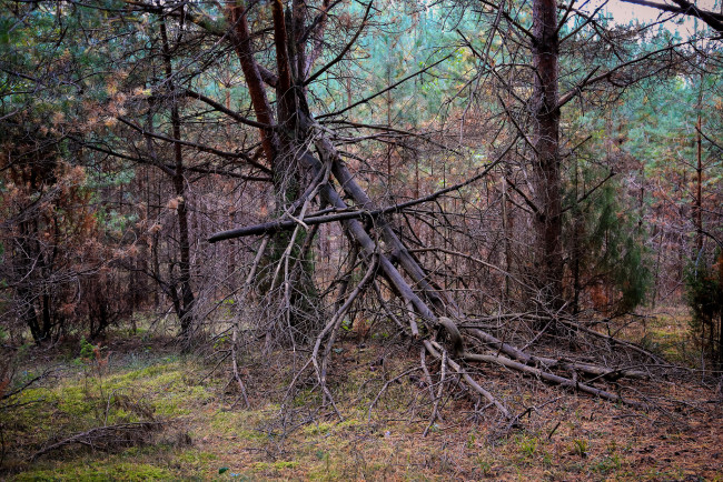 Обои картинки фото природа, лес, стволы, деревья