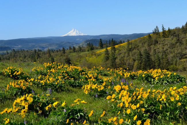 Обои картинки фото природа, луга, цветы, трава