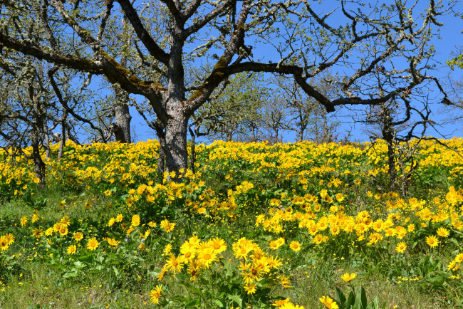 Обои картинки фото природа, луга, трава, цветы