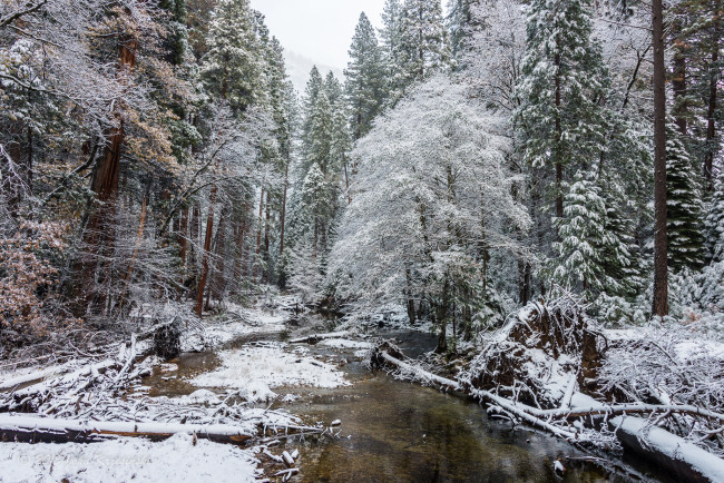 Обои картинки фото природа, зима, снег