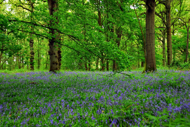 Обои картинки фото природа, лес, стволы, деревья