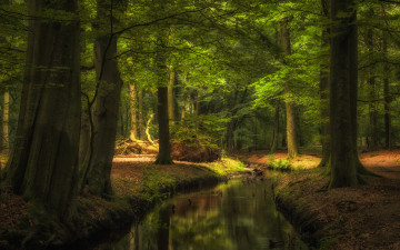 Картинка природа реки озера ручей лес