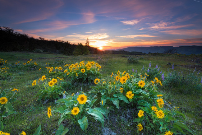 Обои картинки фото природа, луга, простор