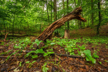 Картинка природа лес простор