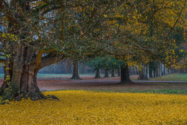 Обои картинки фото природа, парк, простор