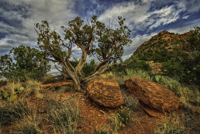 Обои картинки фото природа, деревья, простор