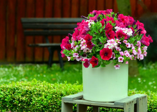 Картинка цветы букеты +композиции петуния