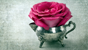 Картинка цветы розы розовый