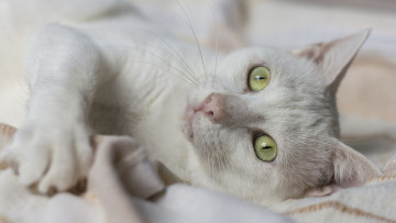 Картинка кошки животные коты