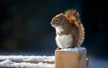 Картинка животные белки белочка