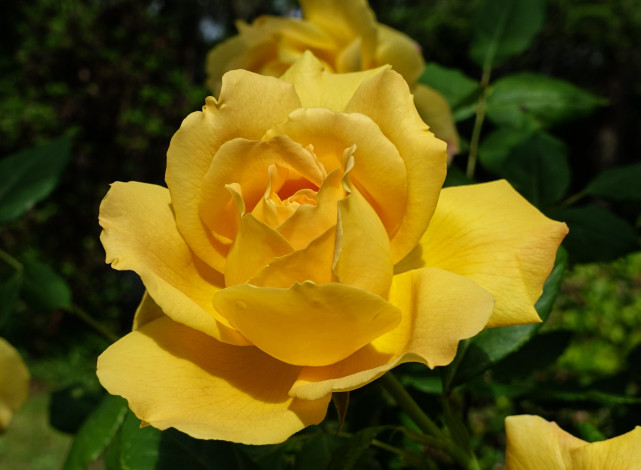 Обои картинки фото цветы, розы, макро