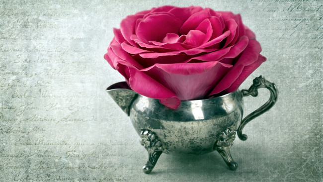 Обои картинки фото цветы, розы, розовый