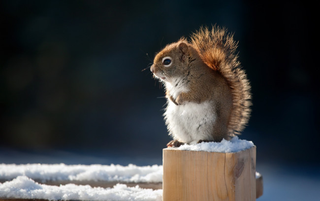 Обои картинки фото животные, белки, белочка