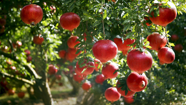 Обои картинки фото природа, плоды, гранаты