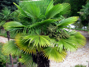 Картинка природа деревья пальма