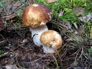 Картинка природа грибы боровики