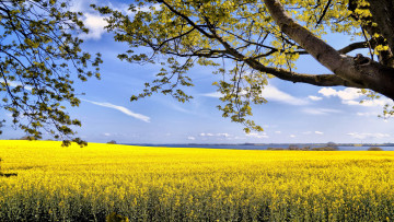 Картинка природа поля лето поле рапс