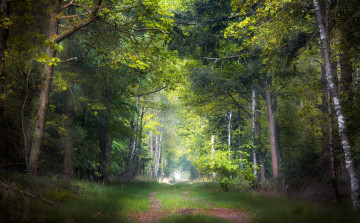 Картинка природа дороги лес