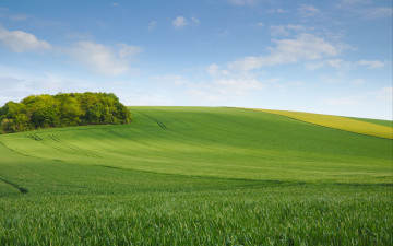 Картинка природа поля деревья лето