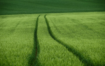 Картинка природа поля поле лето