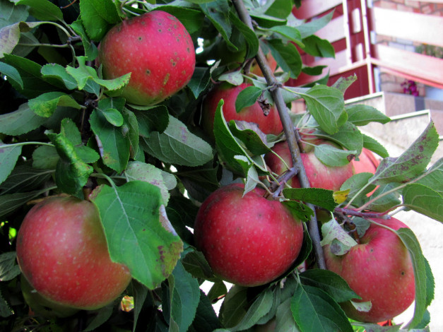 Обои картинки фото природа, плоды, яблоки