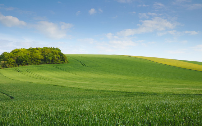 Обои картинки фото природа, поля, деревья, лето