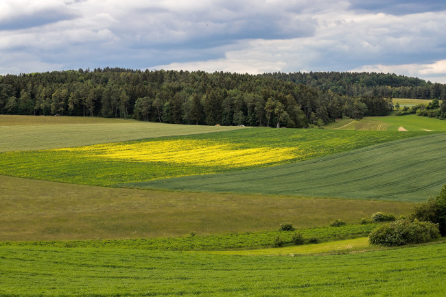 Обои картинки фото природа, поля, лес, лето