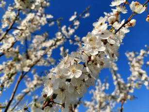 Картинка 11 04 2022 цветы цветущие+деревья+ +кустарники весна