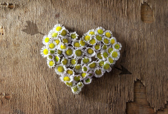 Картинка цветы ромашки сердечко