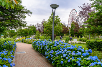 Картинка природа парк аллея деревья клумбы гортензия