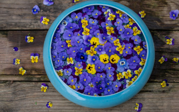 Картинка цветы анютины+глазки+ садовые+фиалки разноцветные глазки анютины