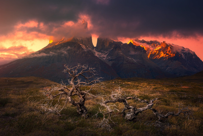 Обои картинки фото национальный парк torres del paine, природа, горы, закат, торрес, дель, пейн, патагония, чили, мертвые, деревья, облака, трава, снежная, вершина, пейзаж, южная, америка