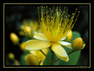 Картинка цветы